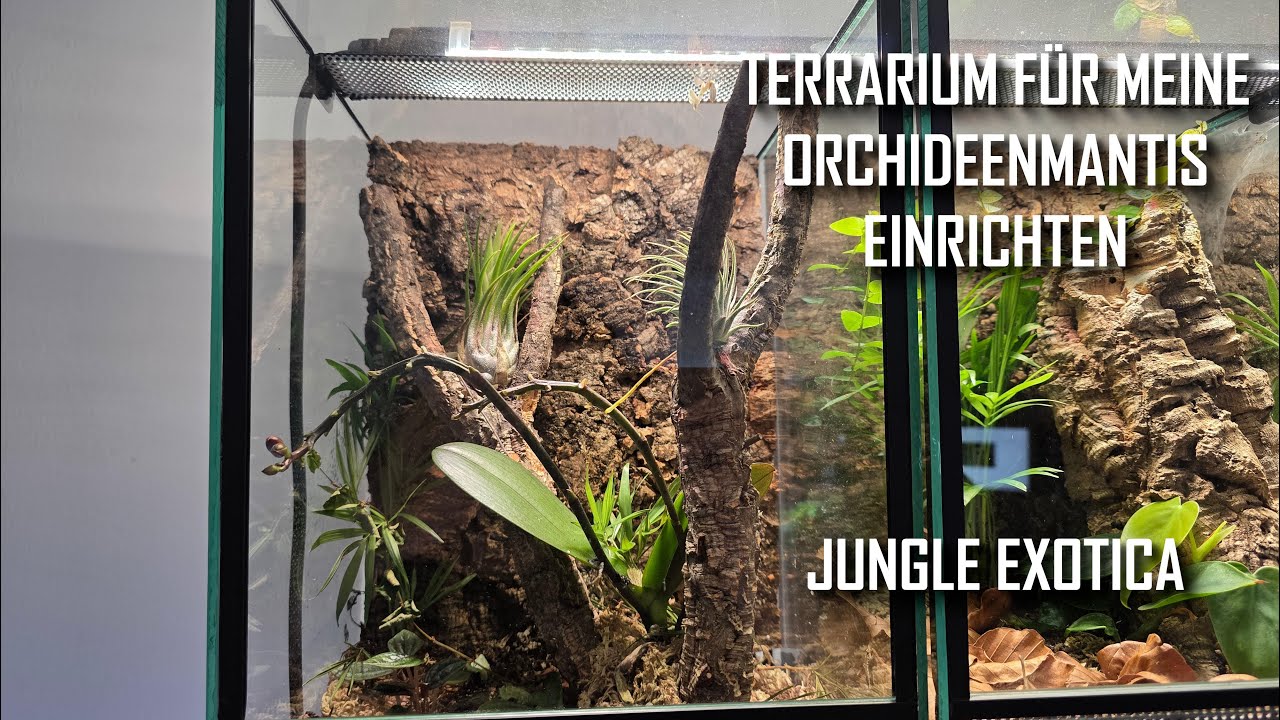 Orchideenmantis-Terrarium einrichten 🪷 | Mein erstes Mantiden-Terrarium! | Jungle Exotica