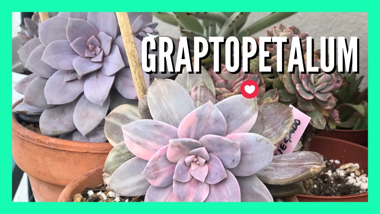 Mi Colección de Graptopetalums Tipos Identificados con sus nombres
