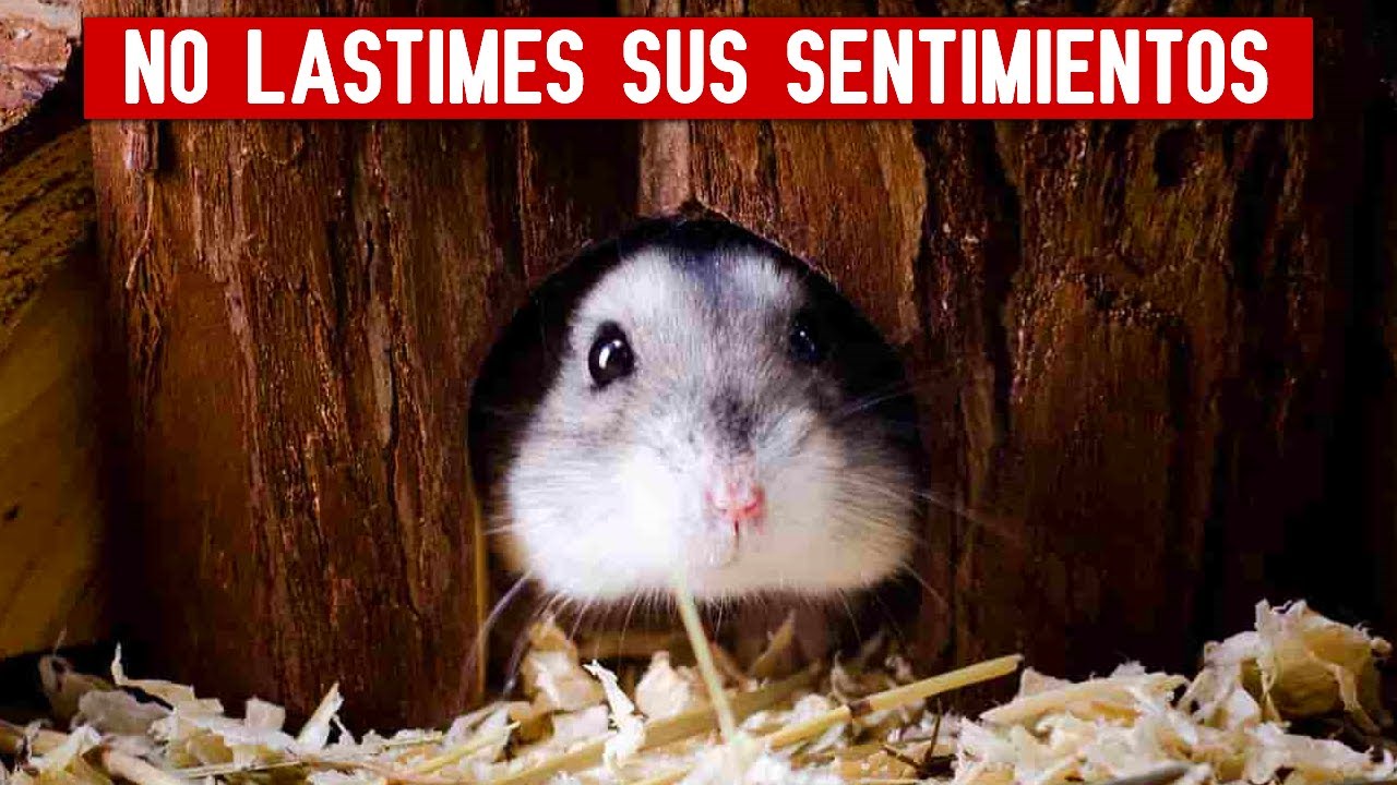 Estas 8 cosas lastiman a tu hamster EMOCIONALMENTE