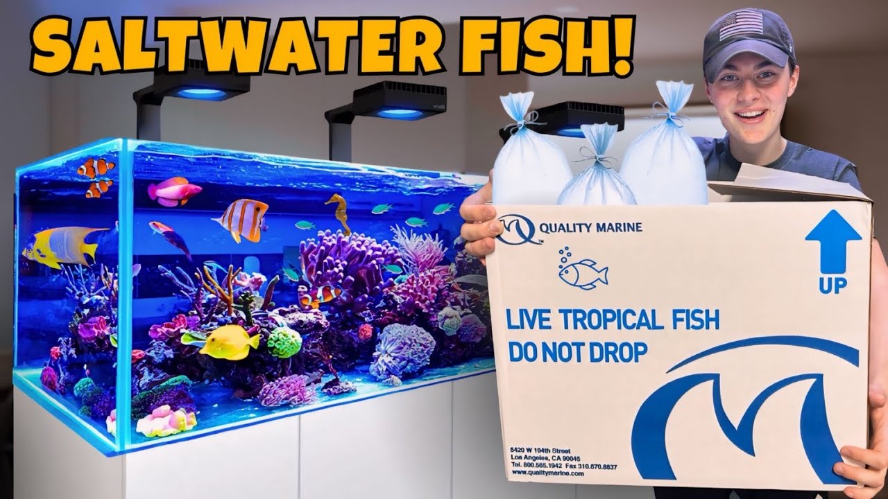 BUYING FISH for My 90G SALTWATER AQUARIUM!!