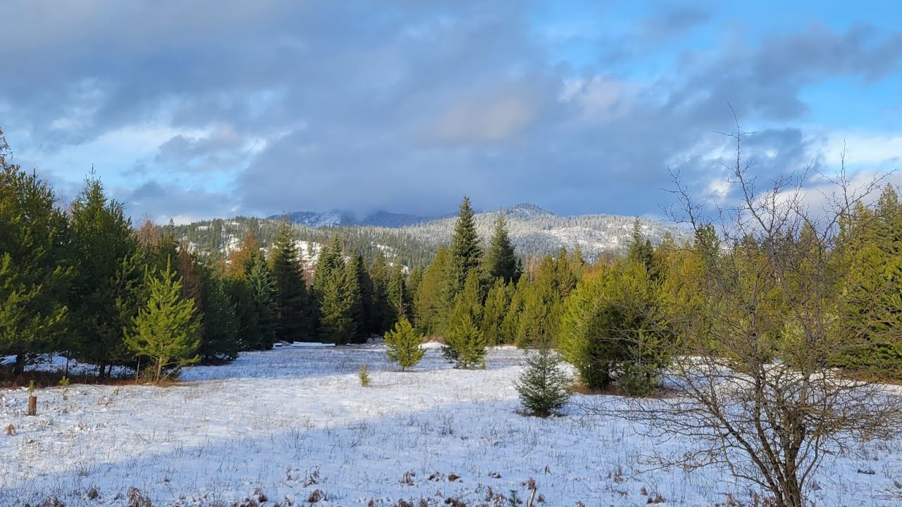 January Days