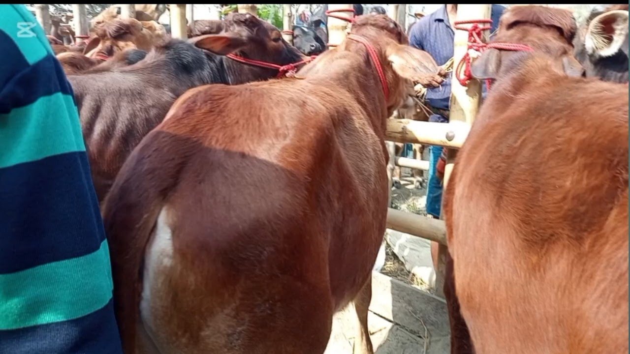 আরিচা গরু হাট😱 ষাঁড় বাছুর গরু দাম কত#cow 2026