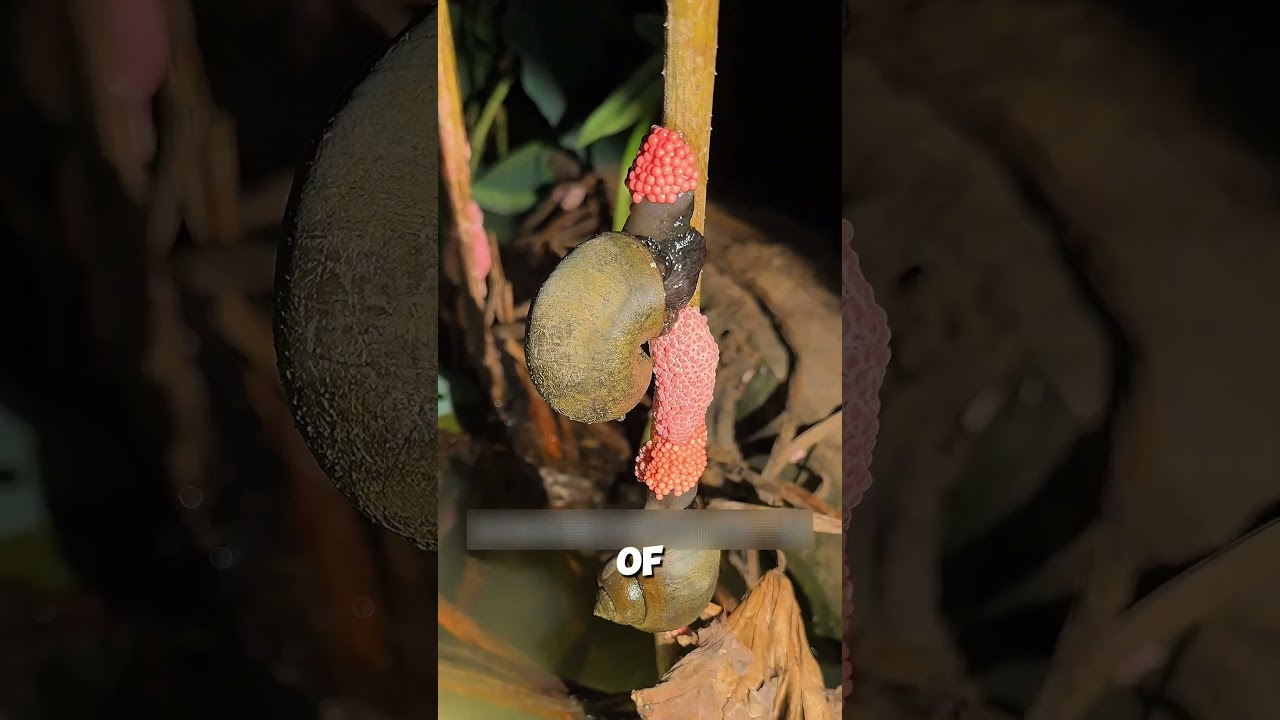 Golden Apple Snails: Nature&rsquo;s Quick Breeders, Farmers' Nightmare #shorts