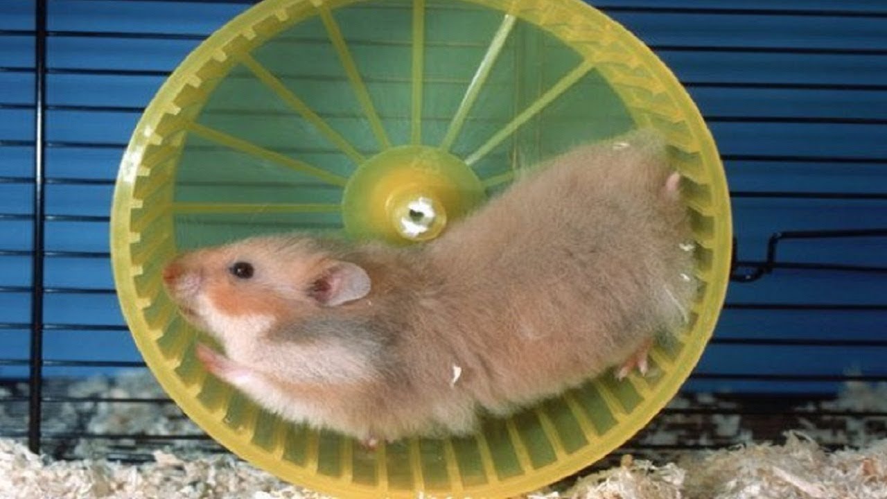 Funny Hamsters Falling Out onThe Wheel - Funny And Cute Pet Videos