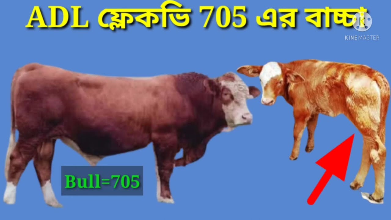 ADL এডিএল এর ফ্লেকভি গরুর বুলের সমস্ত ডিটেলস দেখুন।See everything from ADLs FleckVie Cow.