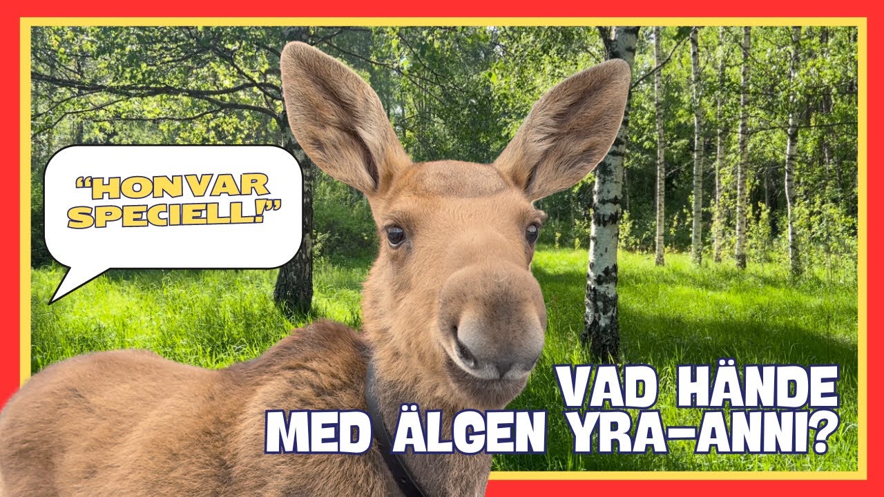 Den fantastiska älgen - Yra-Anni