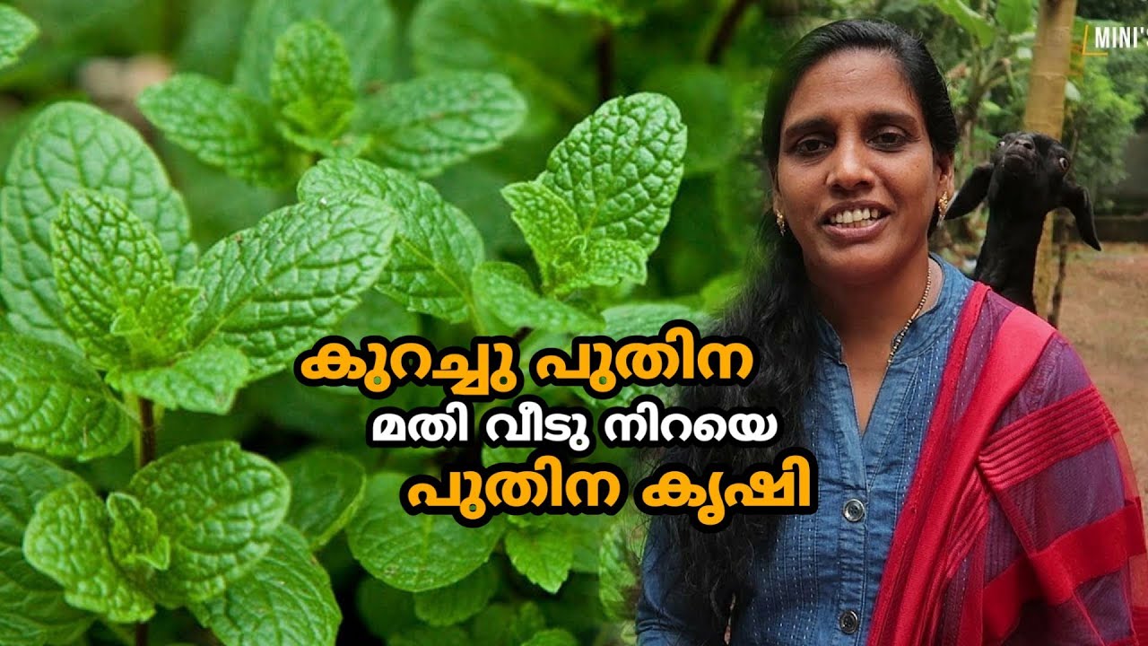 കുറച്ചു പുതിന മതി വീടു നിറയെ പുതിന കൃഷി | Puthina Krishi | Mint Farming in Malayalam