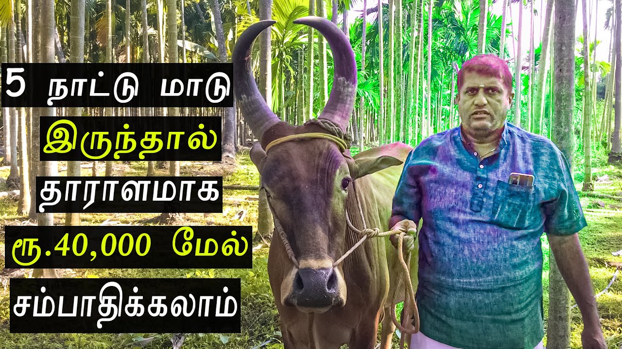 5 நாட்டு மாடு வைத்து, தாராளமாக ரூ.40,000 இல் இருந்து ரூ.45,000 வரை சம்பாதிக்கலாம்