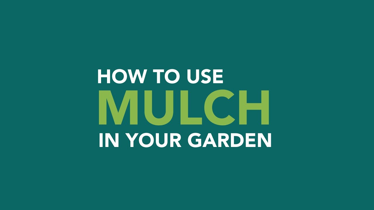 How to use mulch in your garden