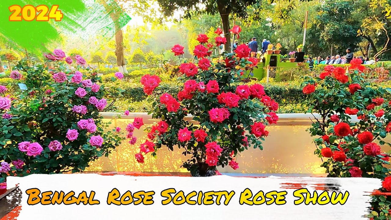 Bengal Rose Society Rose Show 2024 Rabindra Sarovar | Rose Exhibition 2024 | Bengal Rose Society