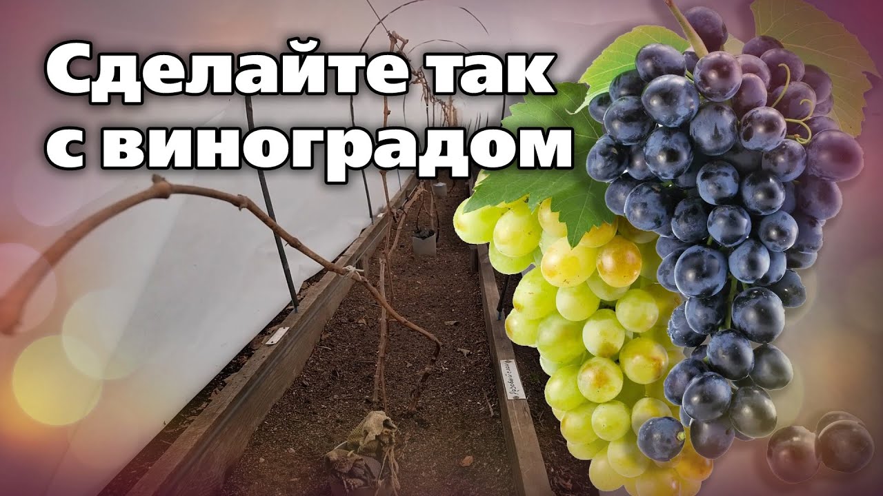 Быстрое и удобное укрытие винограда весной