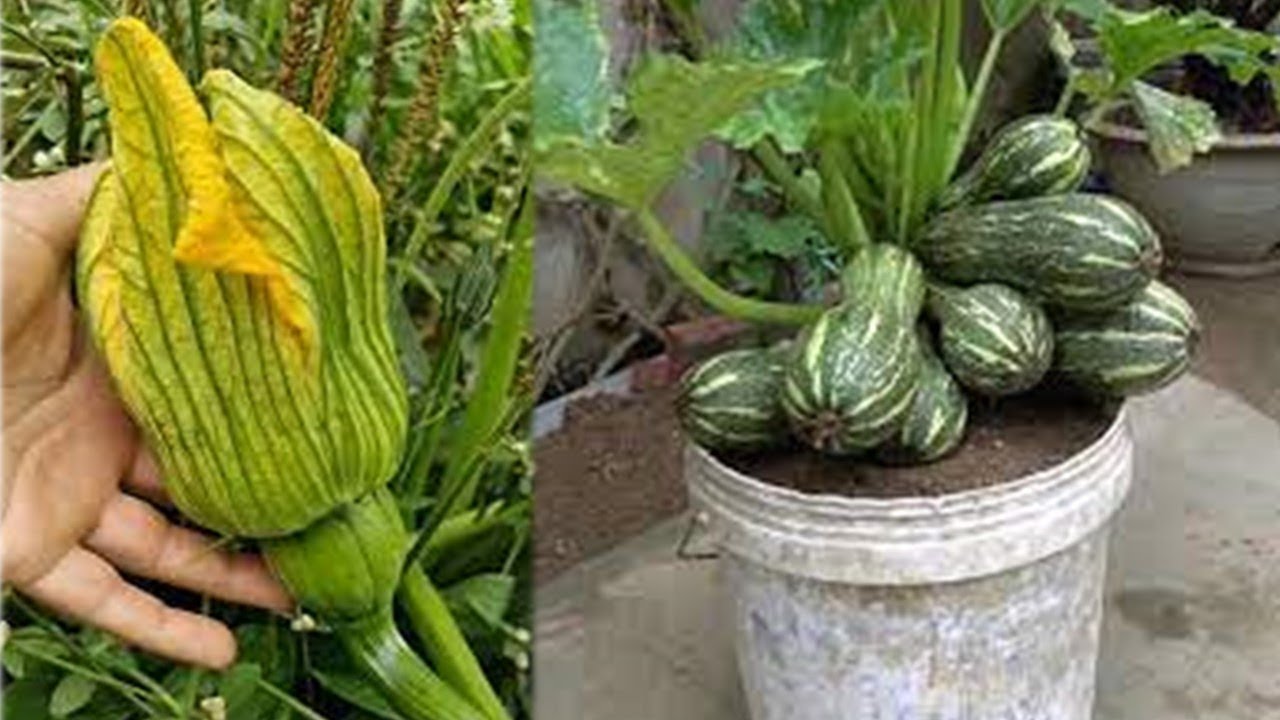 ESSA DICA FAZ SEU PÉ DE ABÓBORA EXPLODIR EM FRUTOS!!