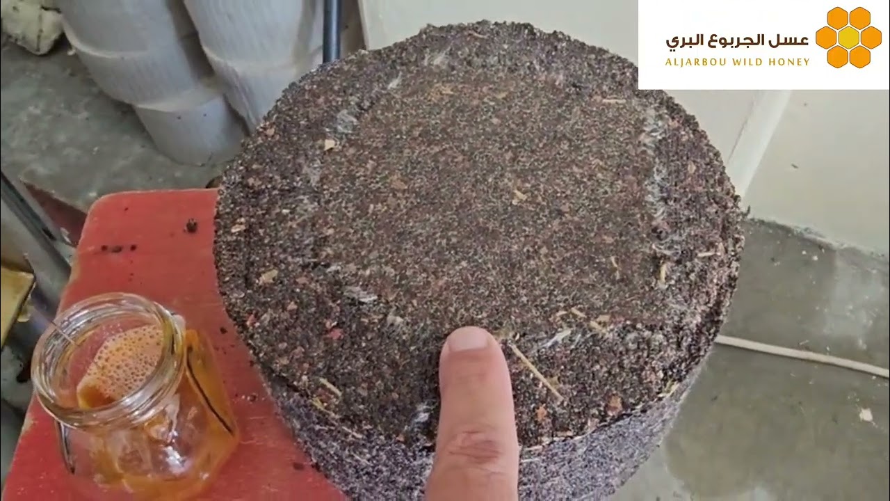  اللصف الشفلح القبار فوائد وكنوز Treasures of the caper plant #اللصف #الشفلح #القبار #caper 