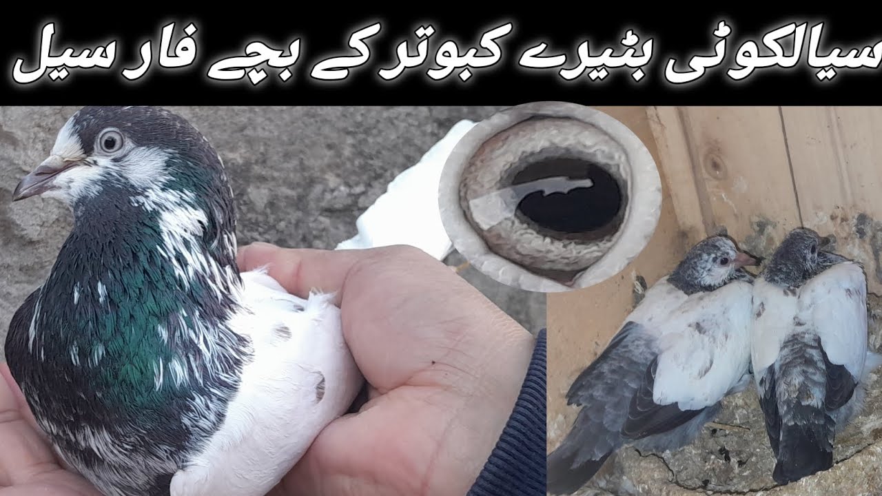 سیالکوٹی پرانے بٹیرے کبوتروں کے بچے فارسیل ویڈیو دیکھ رابطہ کر لینا بہت ہی اوٹ کلاس  بچے ہیں