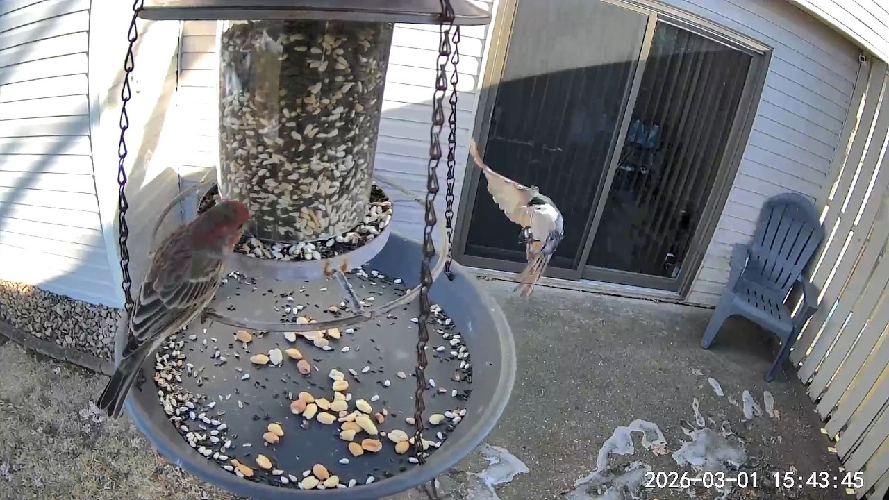 2026/03/01 - Several White-breast Nuthatches snatching peanuts and feisty House Finch visits