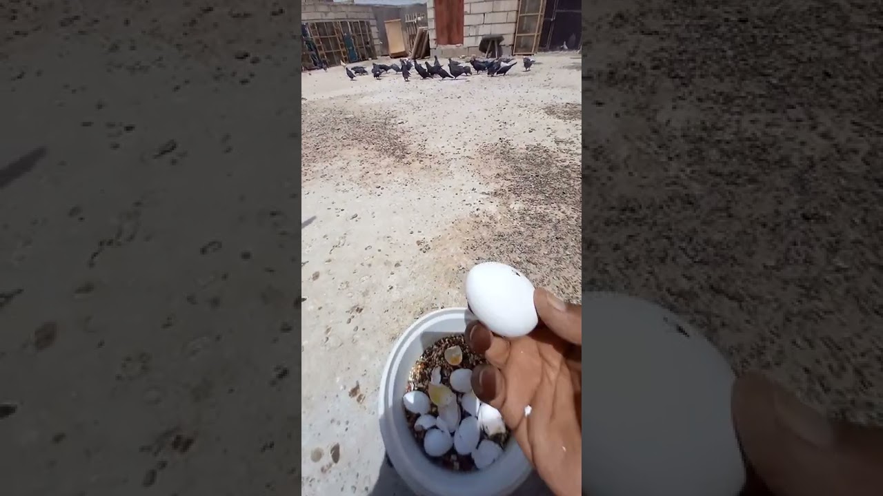 علاج الحمام القاطع عن البيض بل طريقه لصح