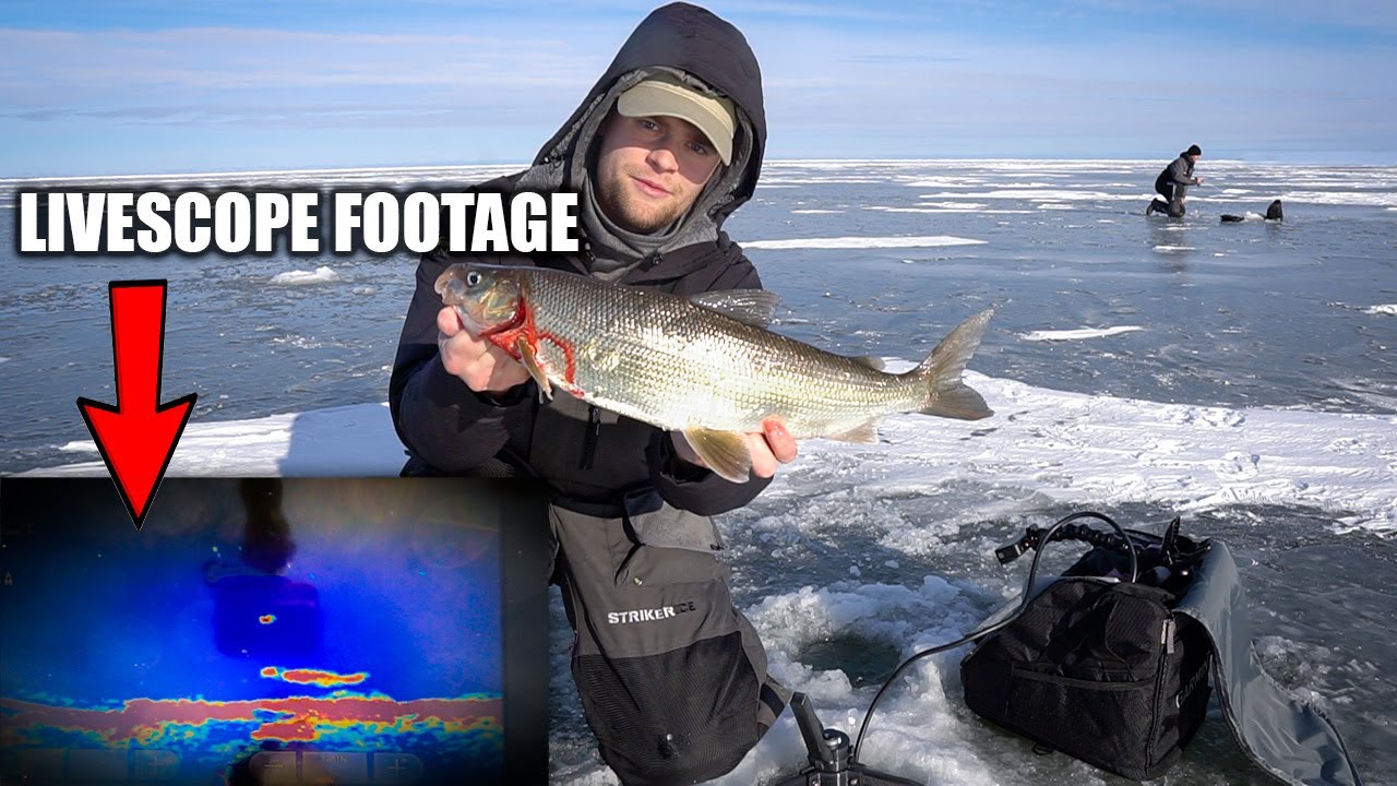 Ice Fishing GREEN BAY Whitefish 2023 | LIVESCOPE FOOTAGE