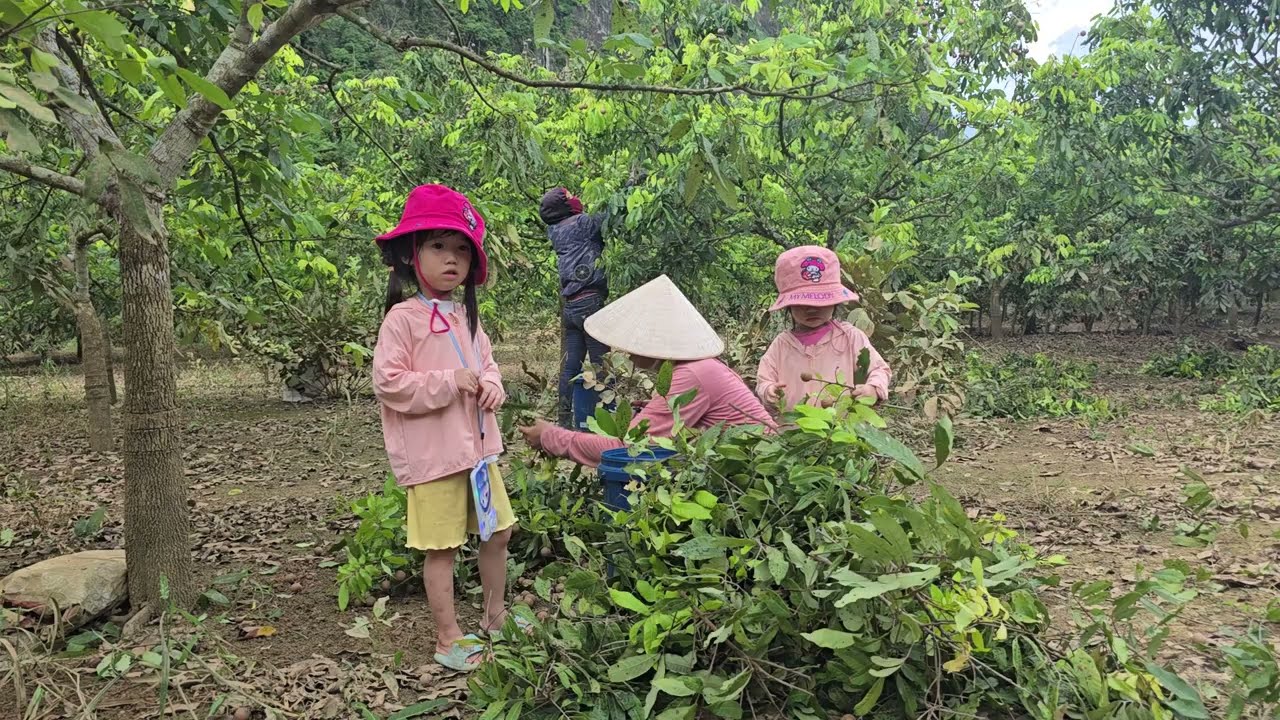 Fresh Longan Picking at the Orchard (Part 2) | Vietnam Countryside Fruit Tour