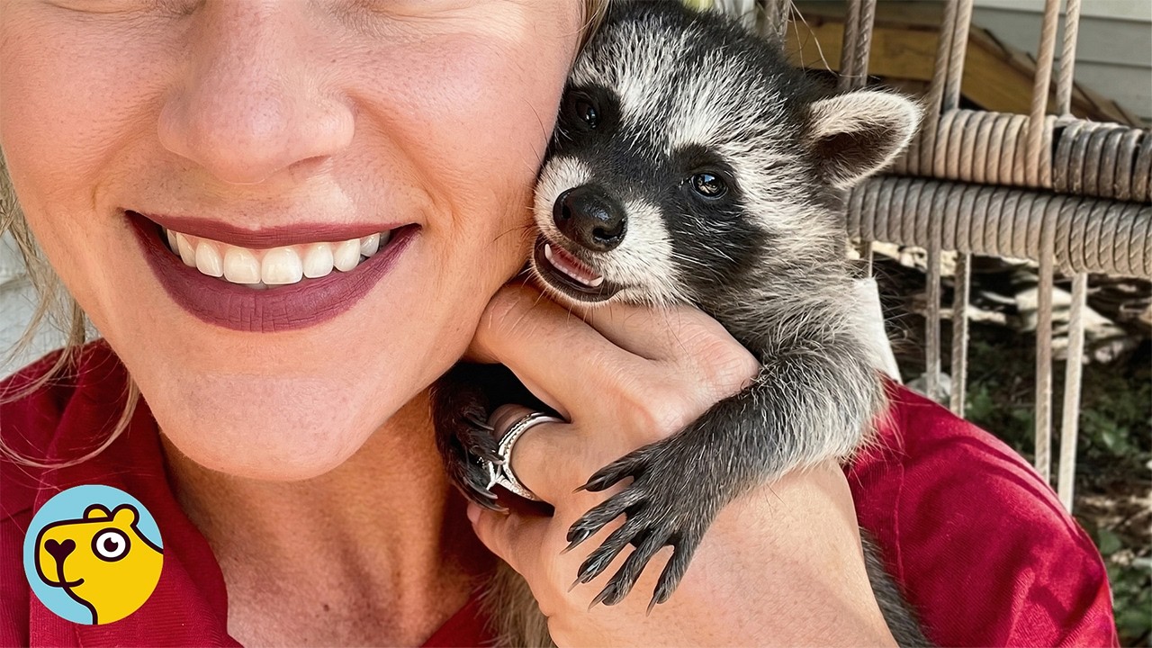 Orphaned Raccoon Raised by Kids Thinks She’s One of Them