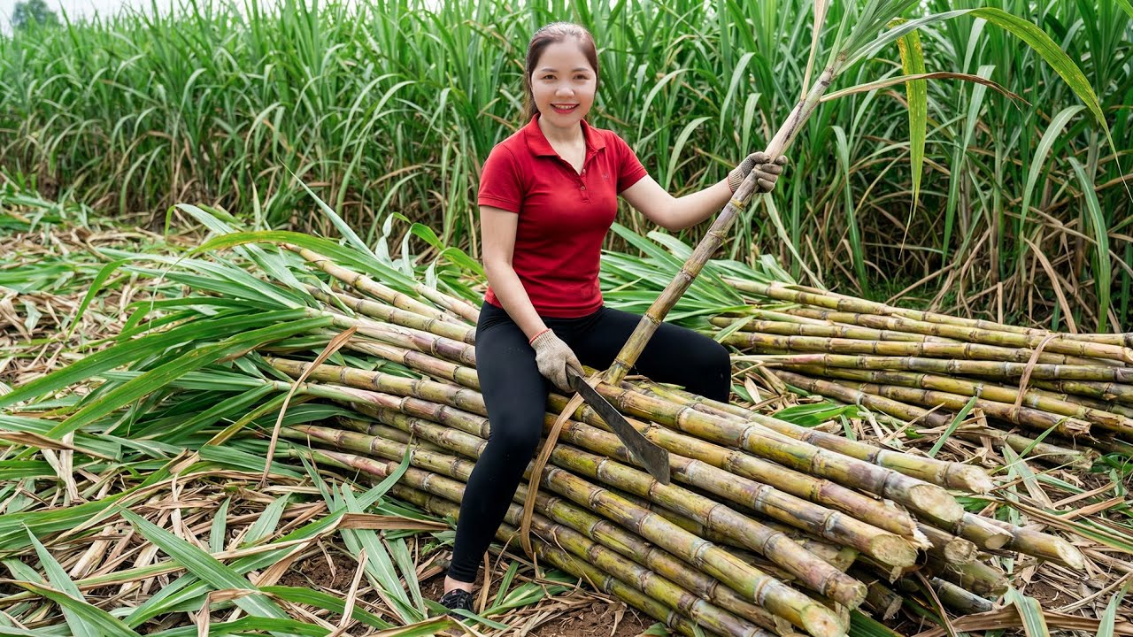 How To Harvesting 1000+Kg Sugarcane Goes To Market Sell,Grilled Sugarcane A “Legendary” Winter Treat