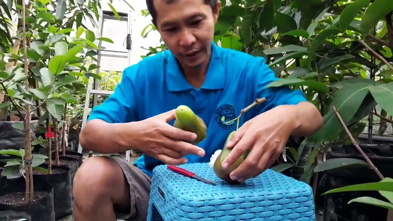 MANISNYA JAMBU AIR BUTO IJO UGAL UGALAN