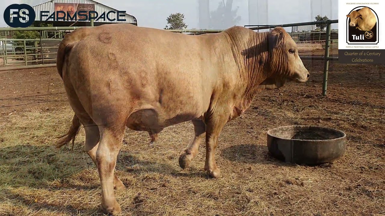 The Tuli Bred Advisor - Charl van Rooyen: What should a Tuli look like? (Afrikaans)
