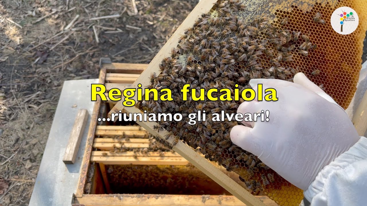 Regina fucaiola ...Riuniamo gli alveari