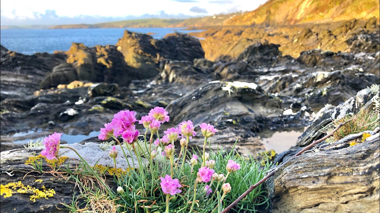 Coastal Exploring Cornwall - Searching clifftops and coastlines for Wild Edibles | The Fish Locker