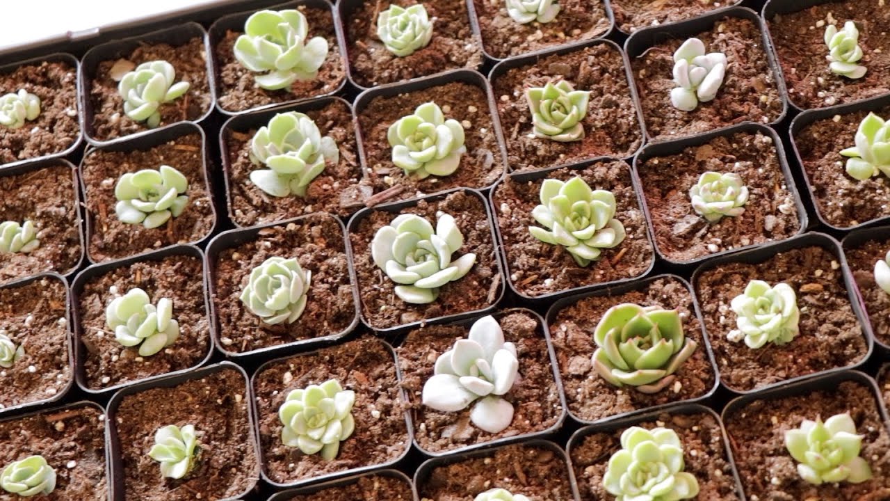 移植多肉小苗啦！