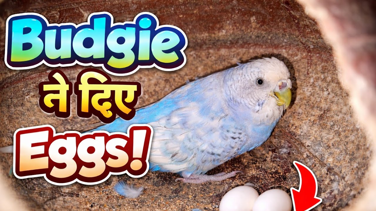 Budjigs new colony 🦜🦜 #birds #budgies #budgie_videos #budgie #budgielove #video #biharibirslover