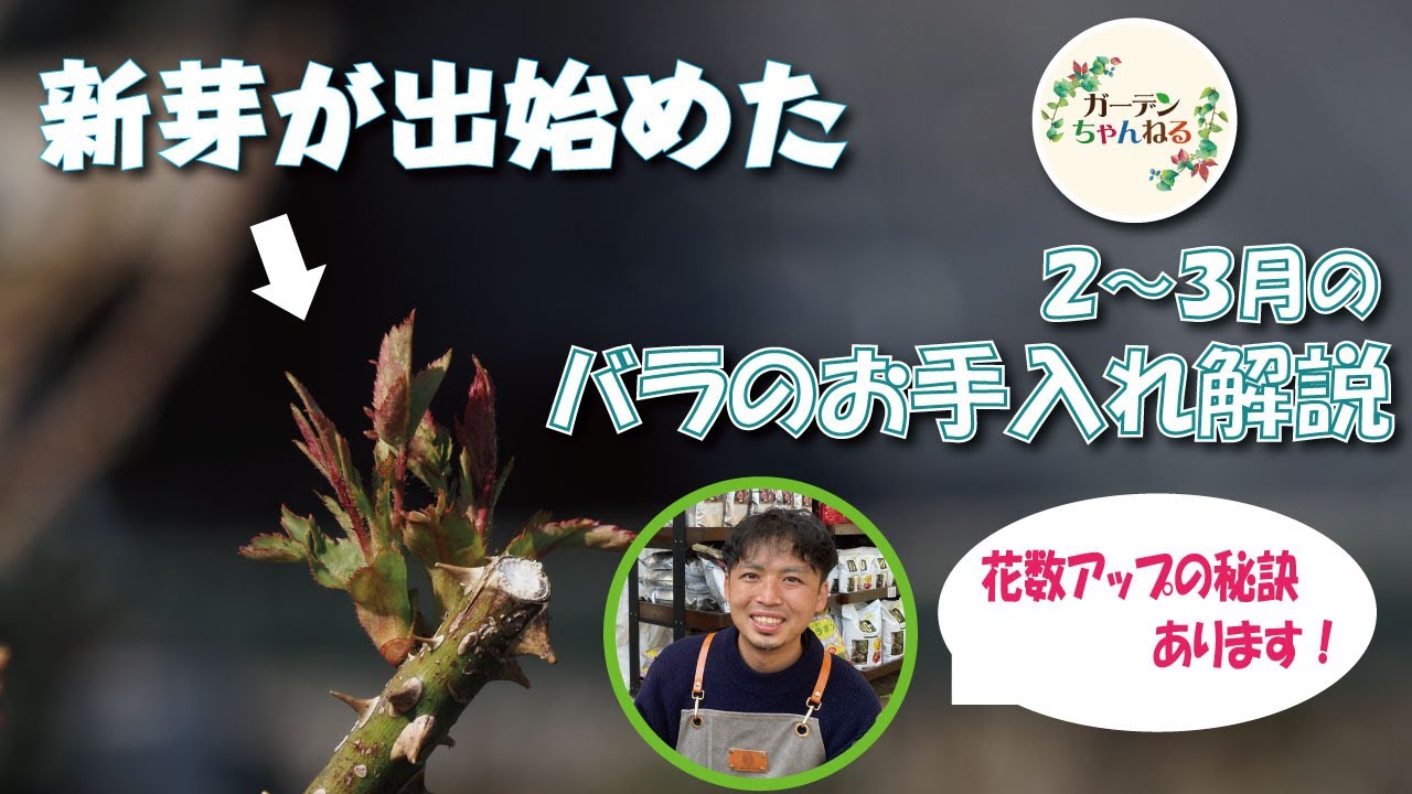 【動き始めたバラの新芽】２～３月のお手入れのポイント解説します！