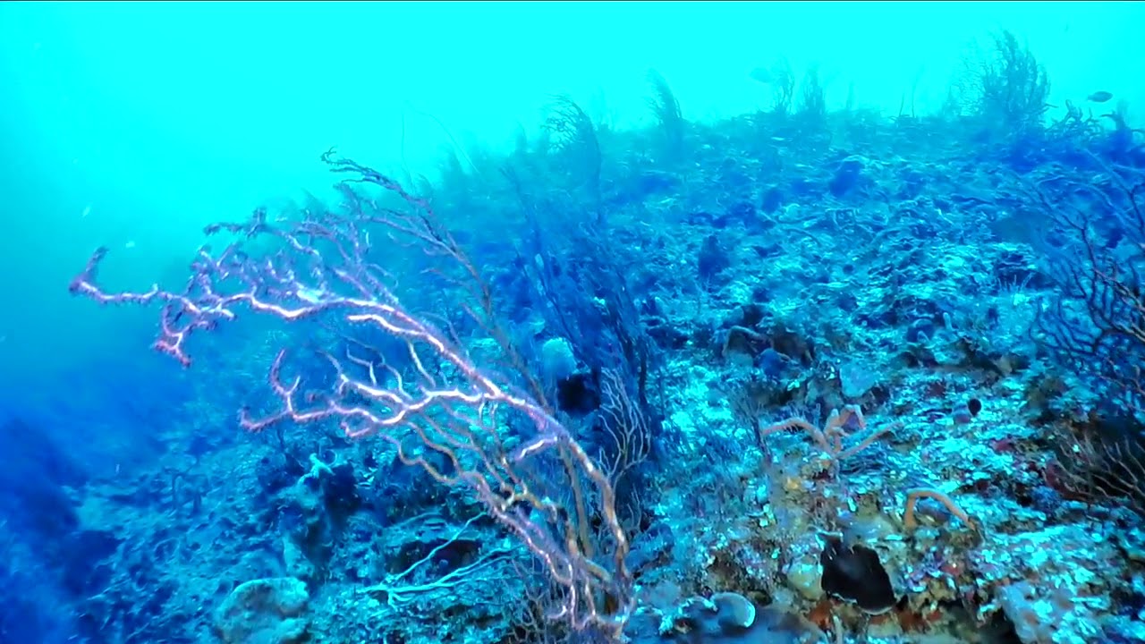 Exploring Cuba&rsquo;s Twilight Zone Reefs