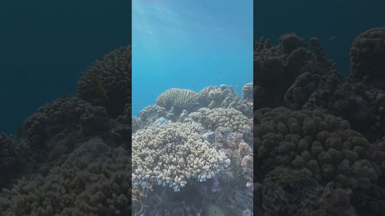 Underwater Color Grading on your iPhone. 📸using the ProShot Dive Case #ProShotCase