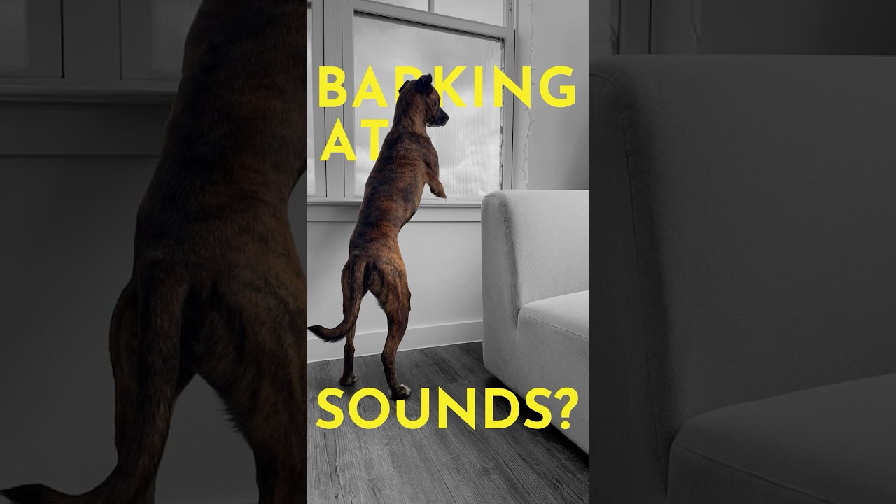 How to teach a dog to STOP BARKING AT SOUNDS. (Even while you're gone.)  #dogtraining #puppytraining