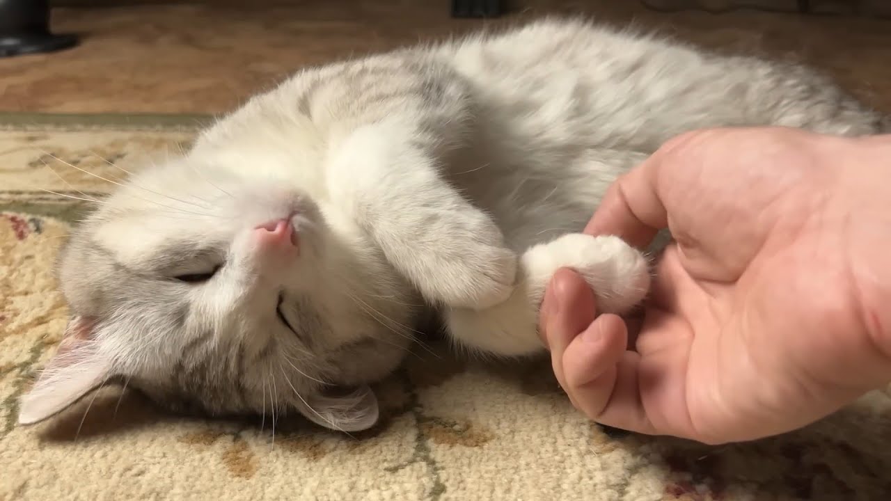 Real Cat Massage ASMR (Purring, Ambient Music, Deep Sleep)