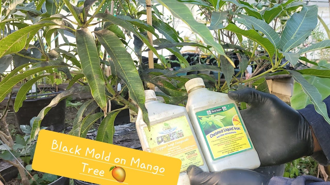 Black Mold/Fungus Treatment on Mango Trees|Organic horticulture