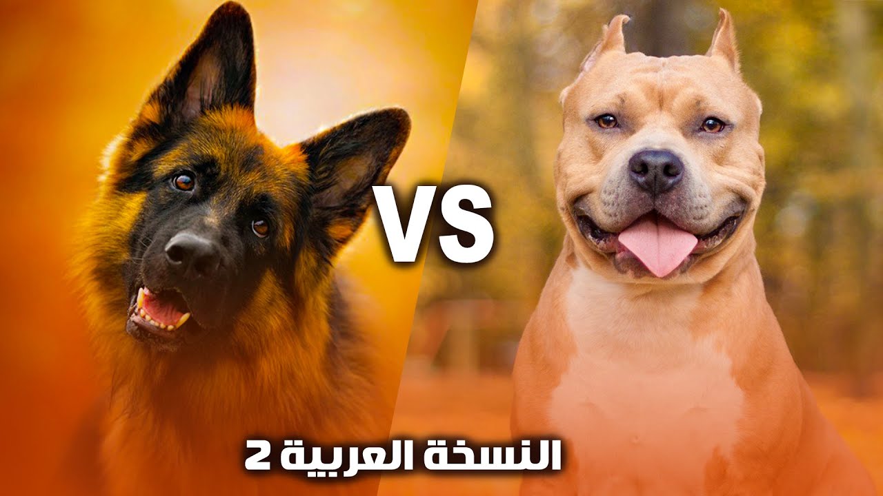 اشتري ده ولا ده 🤔 كلب الجيرمن شيبرد ولا  كلب البيتبول