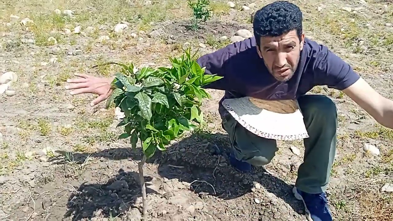 Les terrains caillouteux ne sont pas une contrainte; ils sont  valorisés par les arbres fruitiers