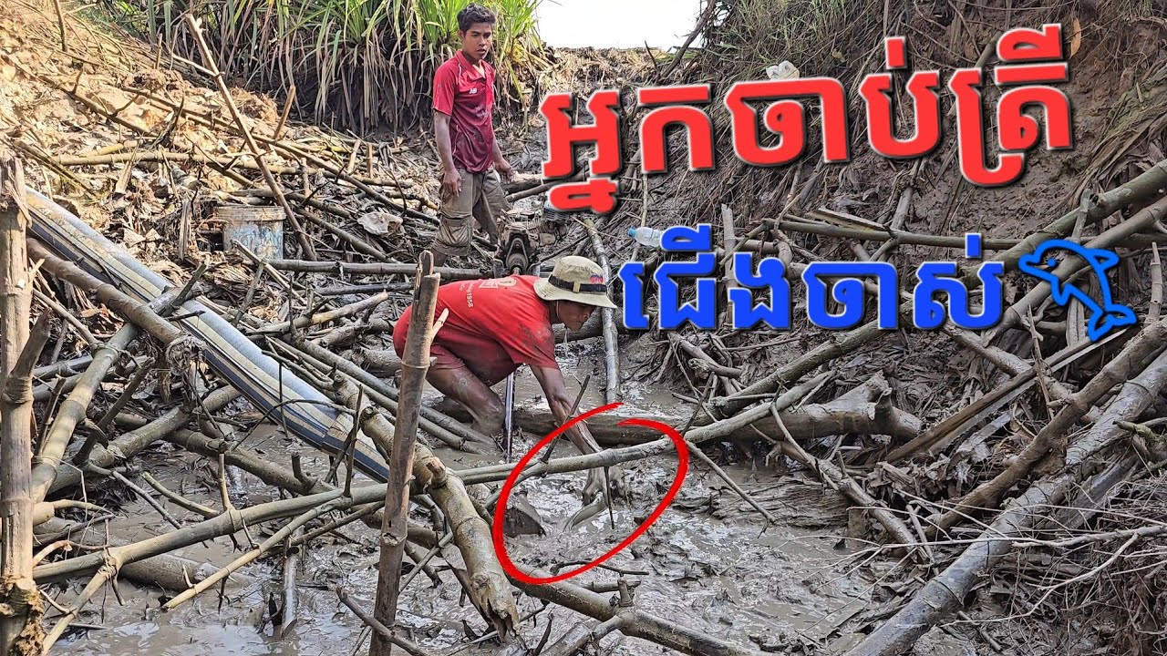 រដូវចាប់ត្រីស្រែ ខែទឹកស្រក #cooking #fishinglife