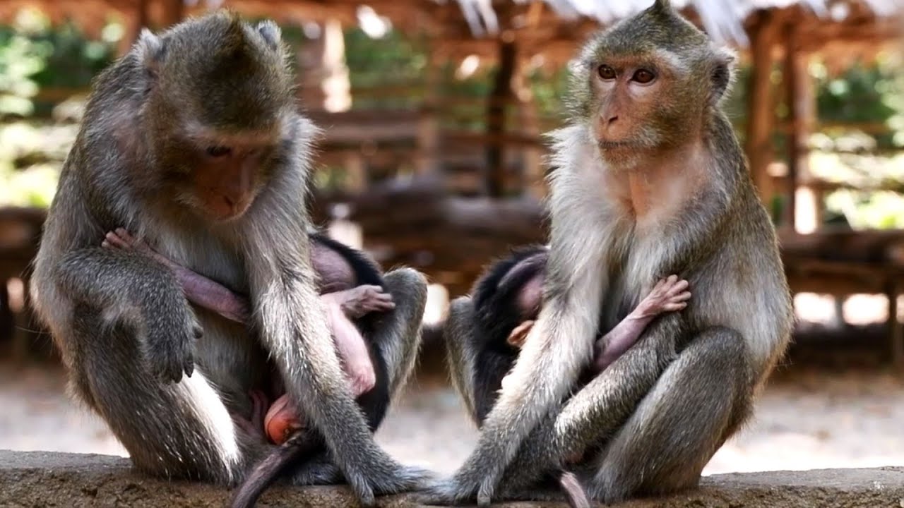 Tiny Baby Monkey Really Trying To Request Milk From Mommy