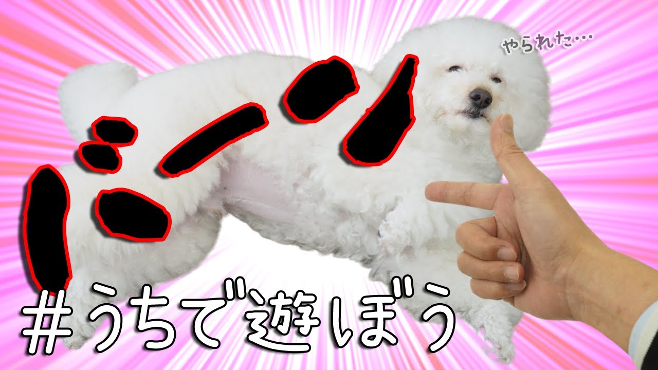 【犬の芸】とっても可愛い一発芸☆バーン☆を教えよう！犬のしつけチャンネル