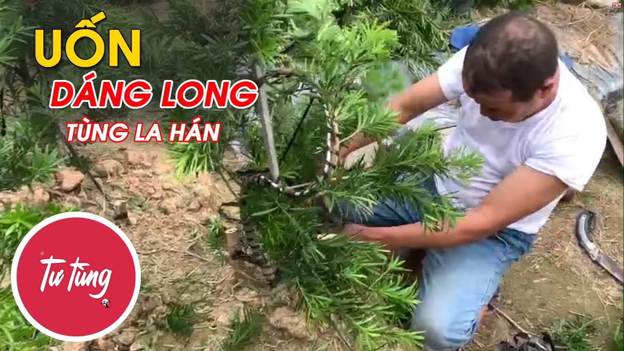 Uốn thế dáng long cây Tùng la hán - Tùng la hán Nam Định