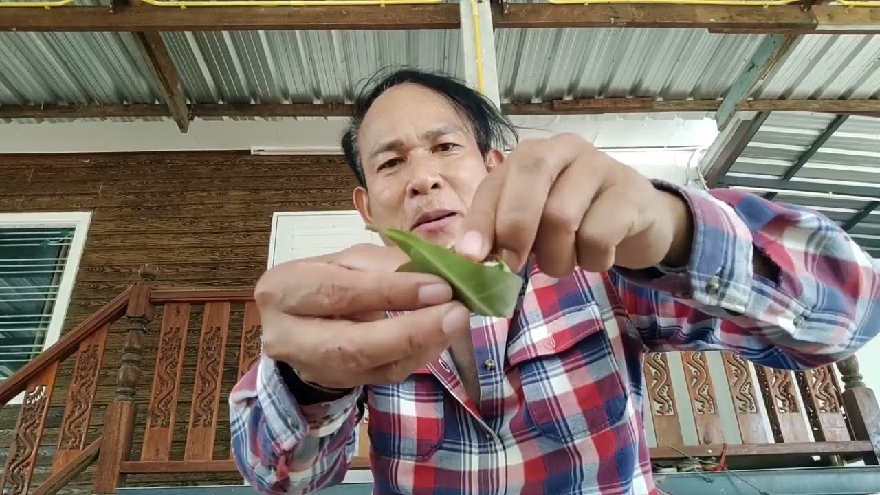 กินเมี่ยงมดส้มห่อใบกระโดน คำใหญ่ๆ คุ้ยกับแจ่วบองจารย์หลอย  แซ่บที่สุดในโลก