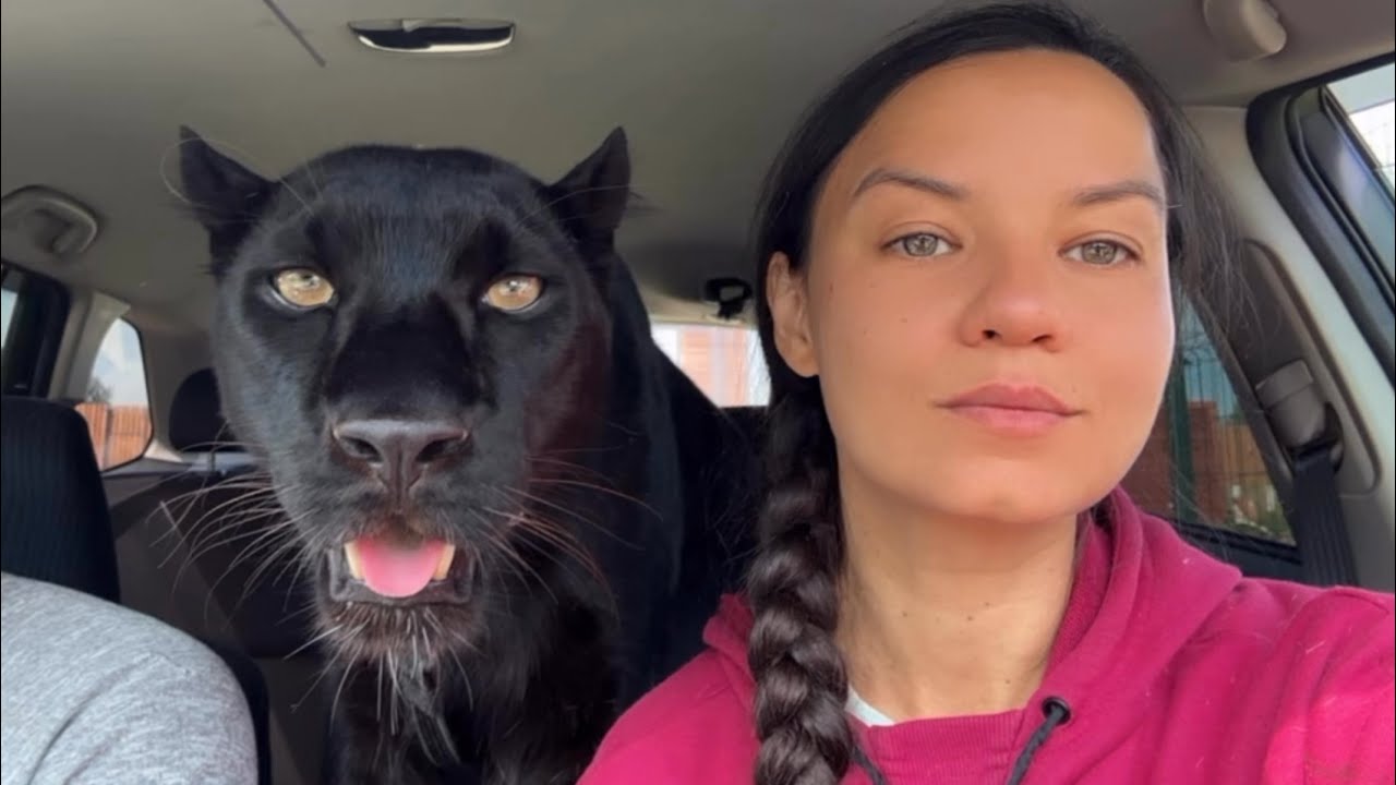 Вышли поточить когти с пантерой Луной 🐾