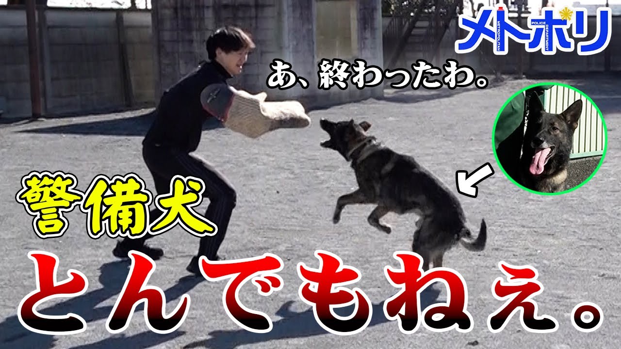 【大後悔】ノリで犯人役やってみたら、警備犬が凄すぎた...【メトポリ】