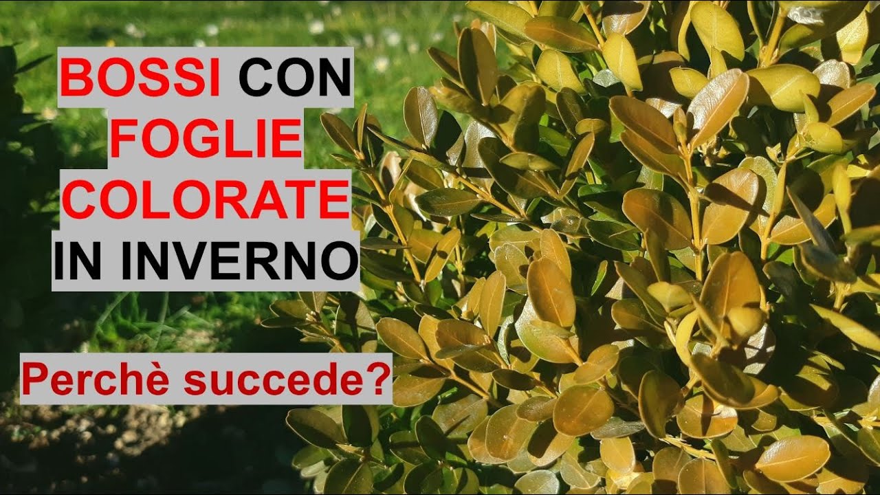 Perché in INVERNO i BOSSI si COLORANO? Scopriamolo assieme! - W&A Gardens: orto e giardino