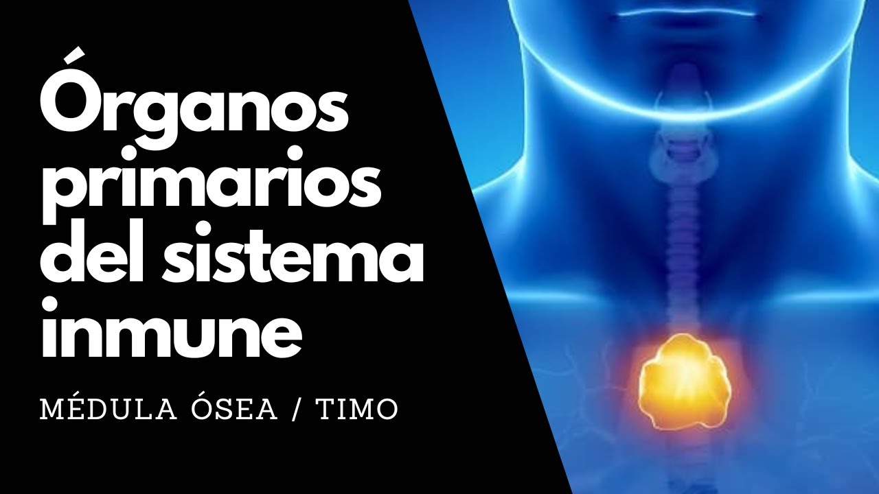 Órganos primarios del sistema inmune
