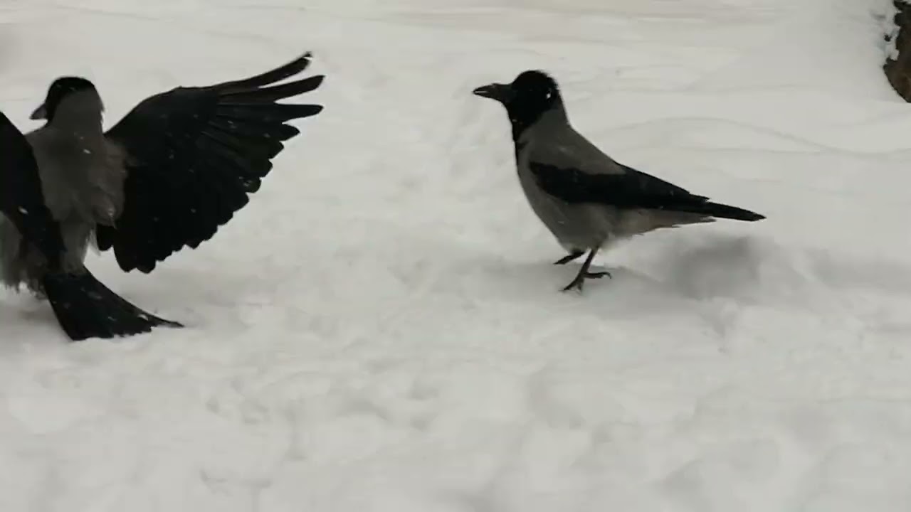 Вороны. Суровый самец остался без сала / Paranoid male crow Worzel gets no fat 
