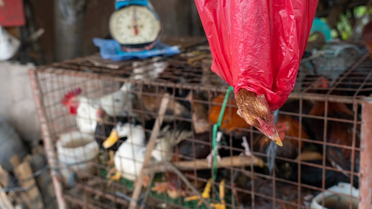 Cooking Native Chicken, Local Lifestyle, Cebu, Philippines【4K】
