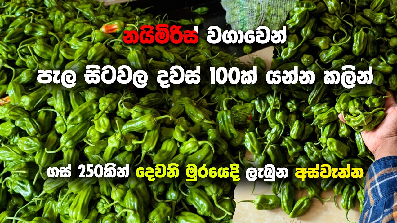 නයිමිරිස් ගස් 250කින් දවස් 100ක් යන්න කලින් ලැබුන අස්වැන්න